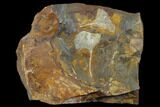 Fossil Ginkgo Leaves From North Dakota - Paleocene #132551-2